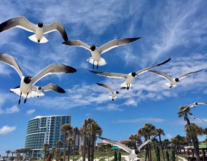 "飞走了": Seagulls flying gliding on a clear day with palm trees in background and a few puffy white clouds in the sky.